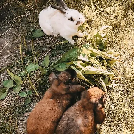 Posers Bergwelt Schladming