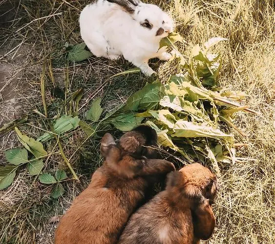 Posers Bergwelt 슈라드밍